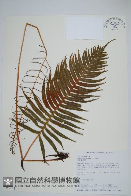 倒葉瘤足蕨藏品圖，第1張