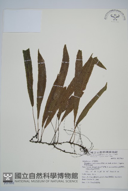 單葉雙蓋蕨藏品圖，第1張