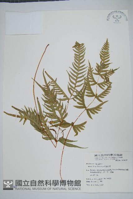 Accession Number:P006581 Collection Image, Figure 1, Total 2 Figures