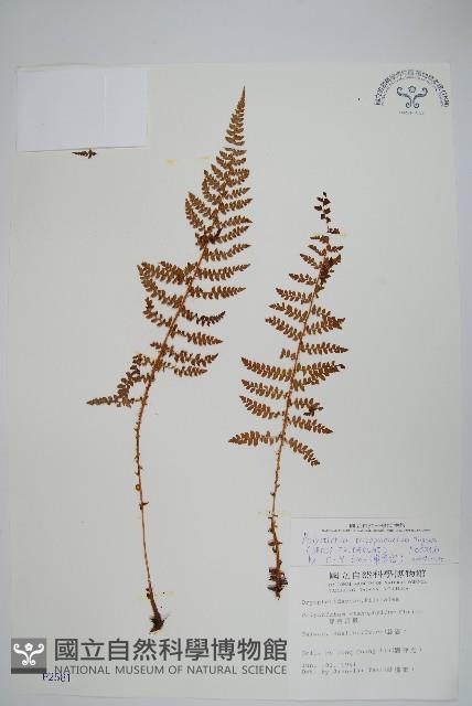 黑鱗耳蕨藏品圖，第1張