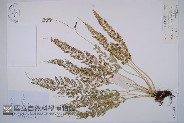 長生鐵角蕨藏品圖，第1張