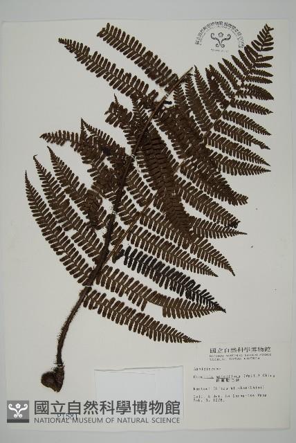 頂囊肋毛蕨藏品圖，第1張