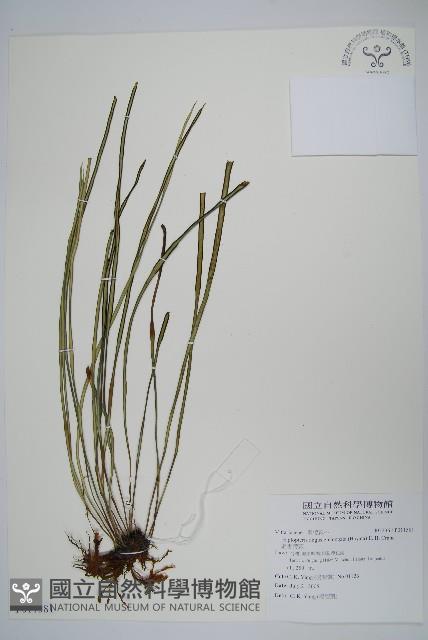 姬書帶蕨藏品圖，第1張