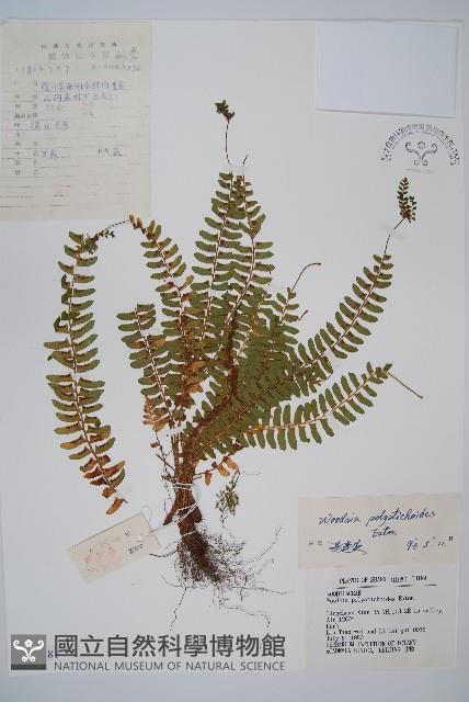 岩蕨藏品圖，第1張