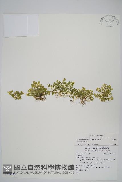 膜葉卷柏藏品圖，第1張