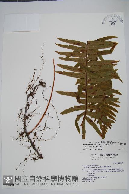 大葉水龍骨藏品圖，第1張