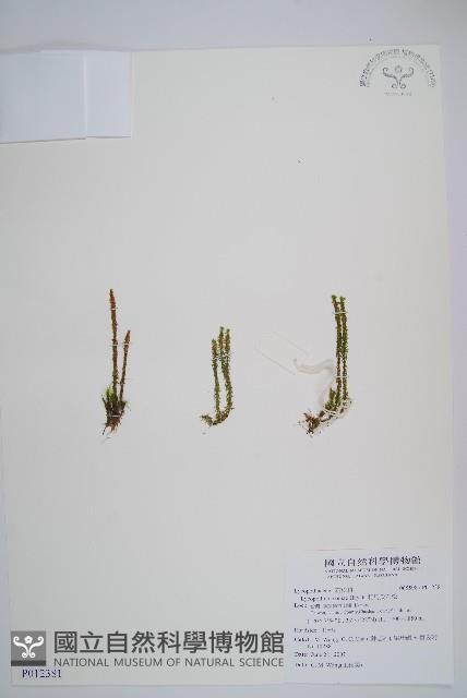 相馬氏石松藏品圖，第1張