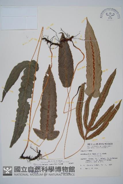 崇澍蕨藏品圖，第1張