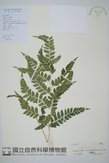 斜方複葉耳蕨藏品圖，第1張