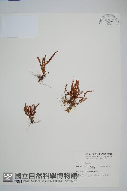 梳葉蕨藏品圖，第1張