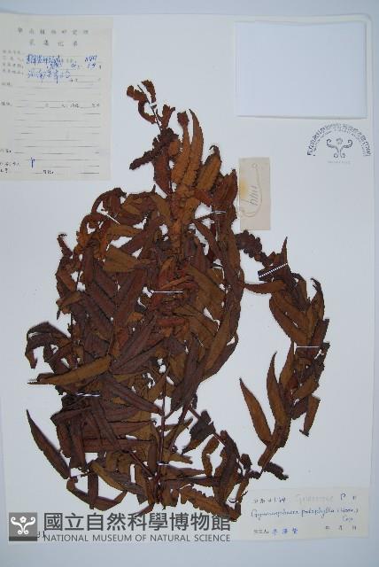 黑桫蕨藏品圖，第1張