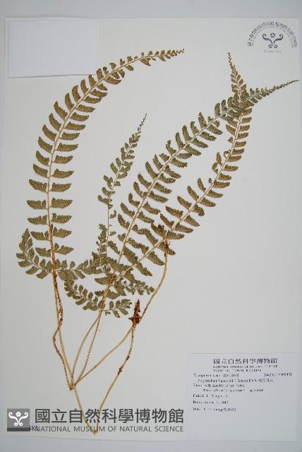 韓氏耳蕨藏品圖，第1張