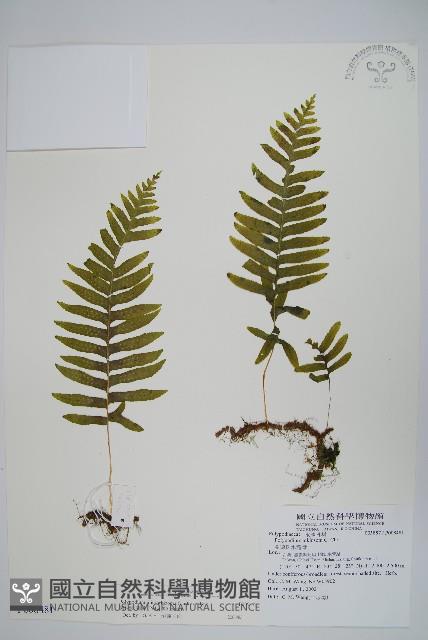 栗柄水龍骨藏品圖，第1張