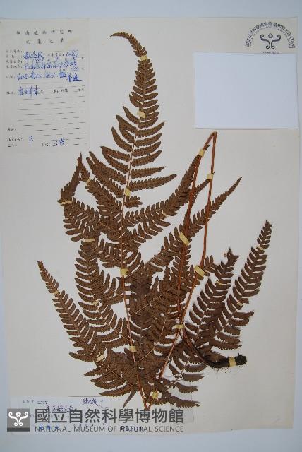 南海鱗毛蕨藏品圖，第1張