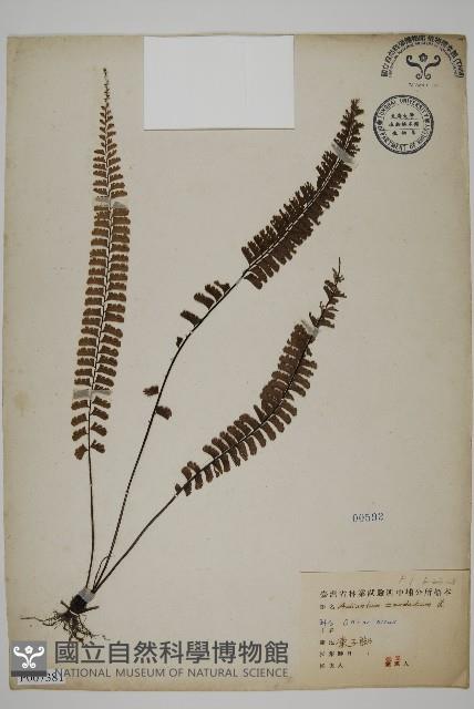 Accession Number:P007381 Collection Image, Figure 1, Total 5 Figures