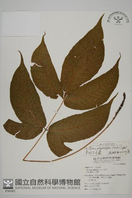 南投三叉蕨藏品圖，第1張