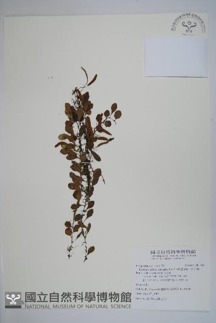 抱樹蕨、伏石蕨藏品圖，第1張