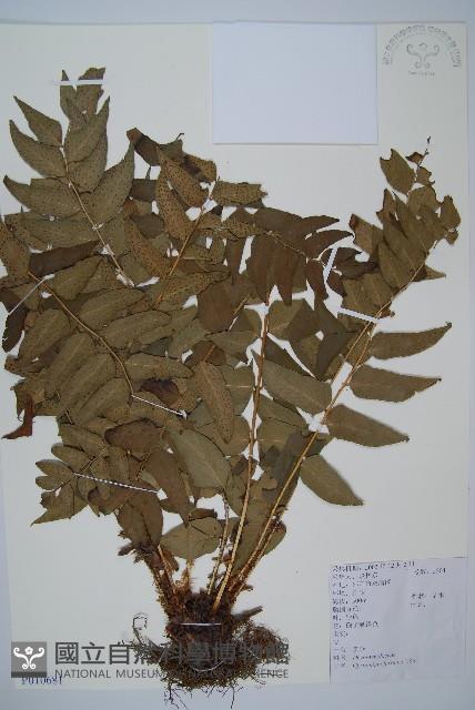 貫眾蕨藏品圖，第1張