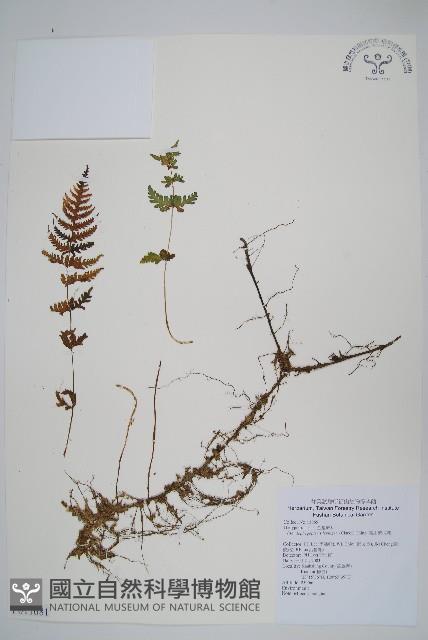 星毛紫柄蕨藏品圖，第1張