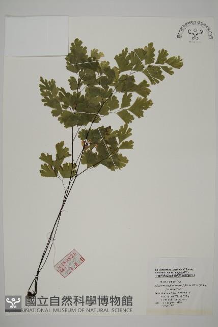 登錄號:P005681藏品圖，第1張