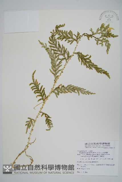 全緣卷柏藏品圖，第1張