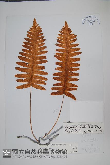 光莖水龍骨藏品圖，第1張