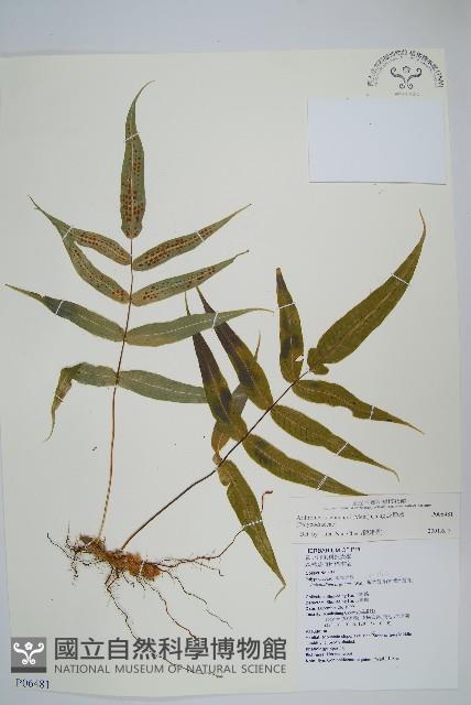 肢節蕨藏品圖，第1張