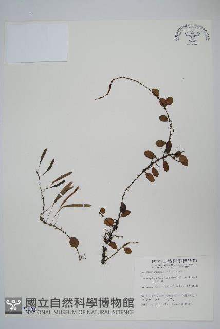 抱樹蕨、伏石蕨藏品圖，第1張