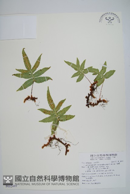 玉山茀蕨藏品圖，第1張
