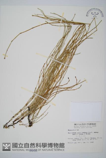 臺灣木賊藏品圖，第1張