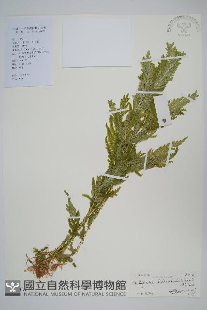 全緣卷柏藏品圖，第1張