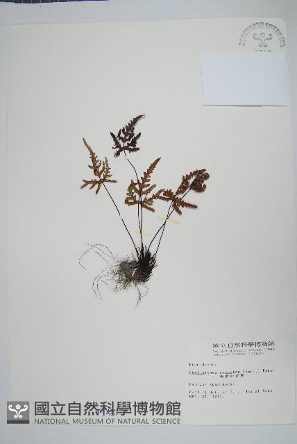 長柄粉背蕨藏品圖，第1張