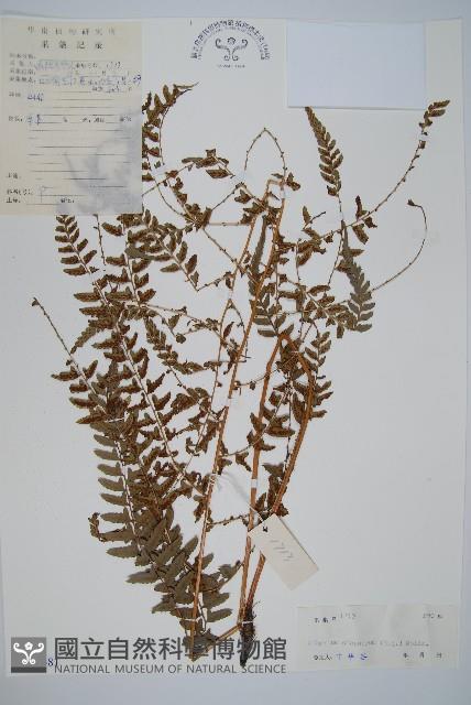 倉田氏蹄蓋蕨藏品圖，第1張