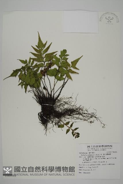 革葉鐵角蕨藏品圖，第1張