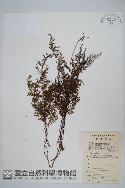 碎米蕨藏品圖，第1張