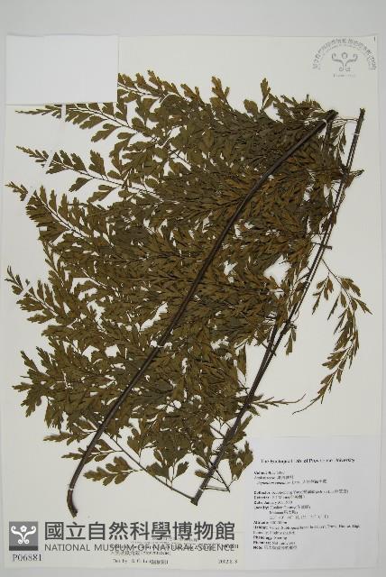 大黑柄鐵角蕨、黃鱗鐵角蕨、大羽鐵角蕨藏品圖，第1張