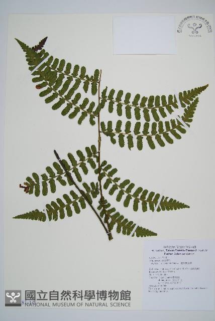 翅柄雙蓋蕨藏品圖，第1張