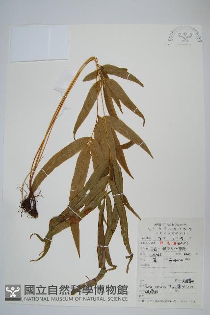 鳳尾蕨藏品圖，第1張