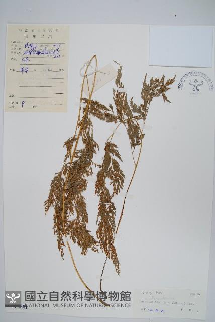 日本金粉蕨藏品圖，第1張