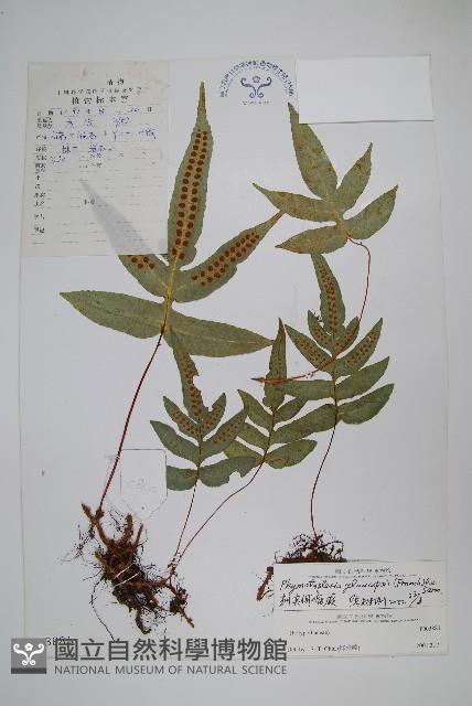 刺尖假瘤蕨藏品圖，第1張