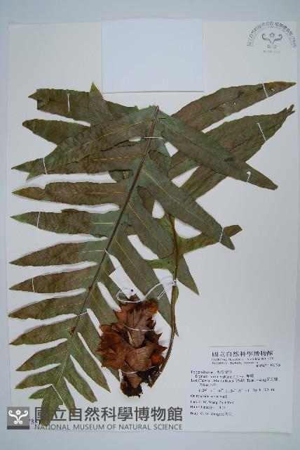 槲蕨藏品圖，第1張