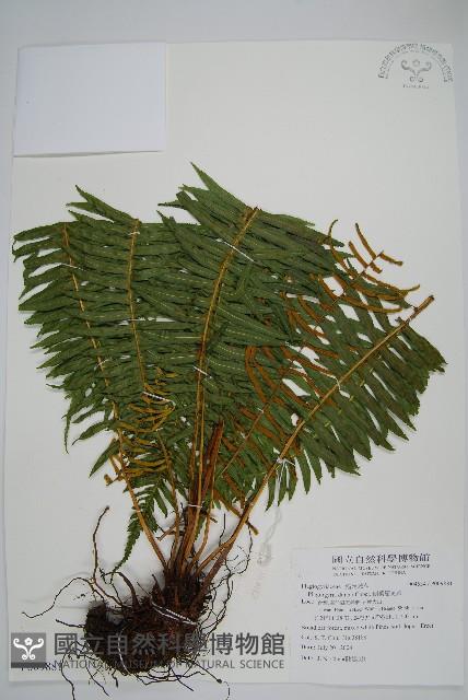 倒葉瘤足蕨藏品圖，第1張