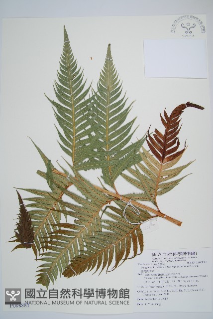 臺灣狗脊蕨藏品圖，第1張