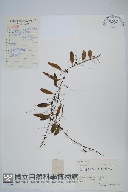 抱石蓮藏品圖，第1張