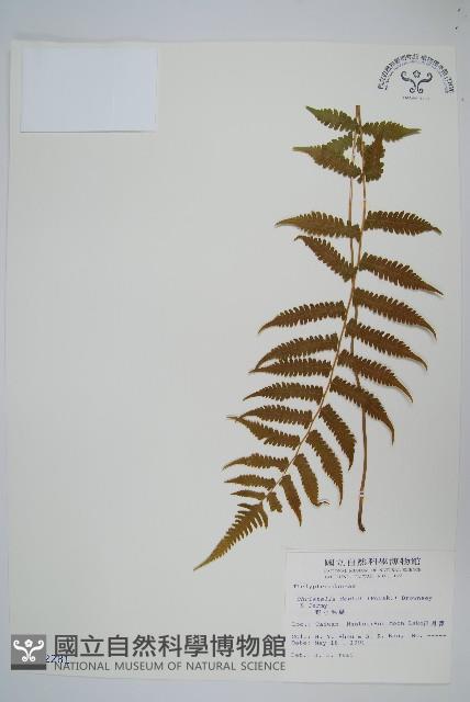 野小毛蕨藏品圖，第1張