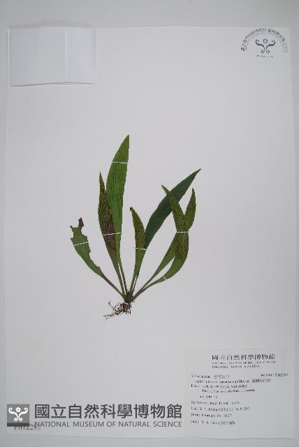 臺灣車前蕨藏品圖，第1張
