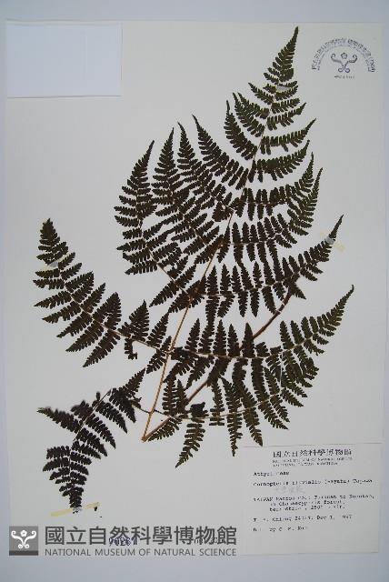 大葉貞蕨藏品圖，第1張