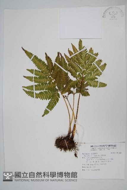 傅氏鳳尾蕨藏品圖，第1張