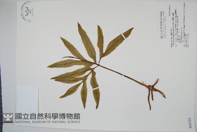 錫蘭七指蕨藏品圖，第1張