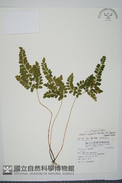 海島陵齒蕨藏品圖，第1張